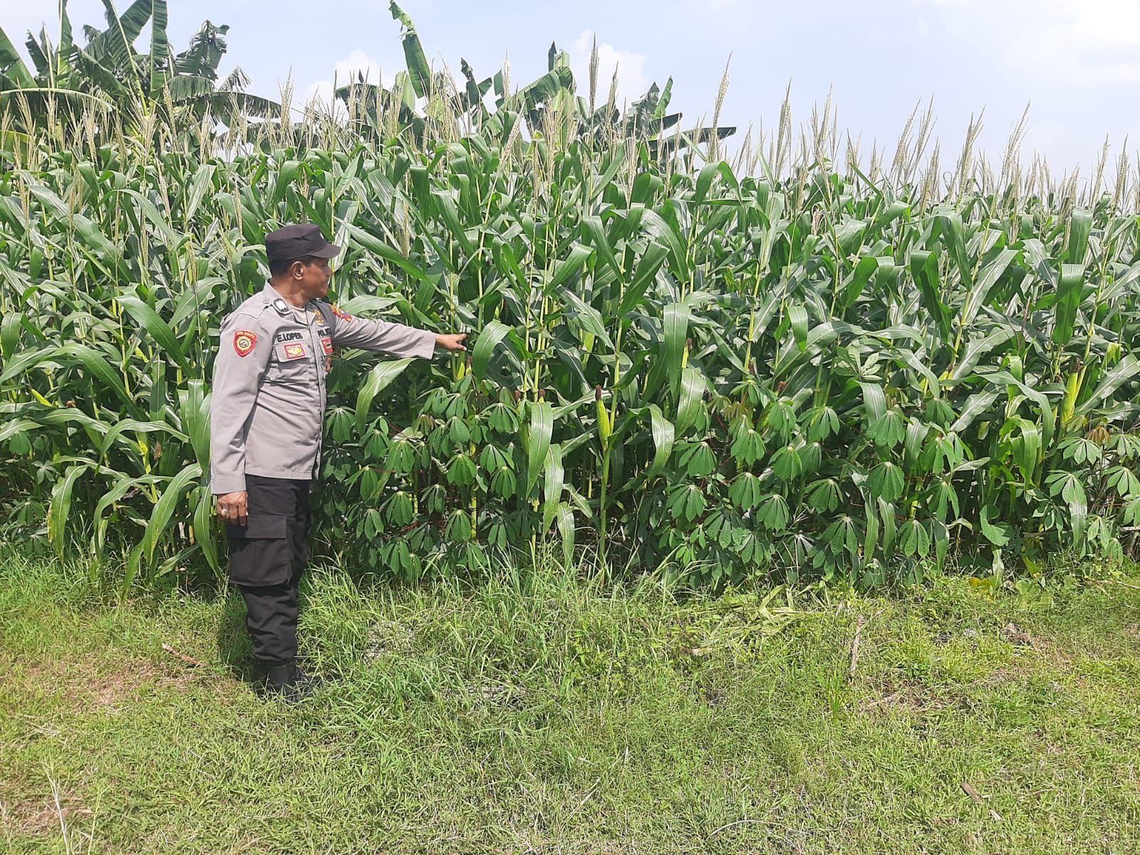 Polsek Kebomas Ikut Berperan Dalam Pengecekan Tanaman Jagung di Desa Kembangan.