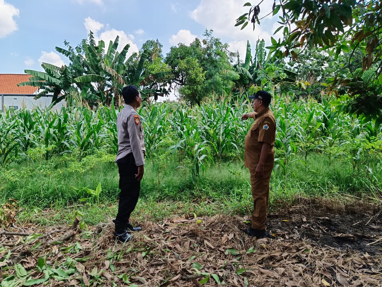 Bhabinkamtibmas Polsek Driyorejo Turut Andil Dukung Ketahanan Pangan Lewat Pendampingan Petani Jagung di Desa Tenaru