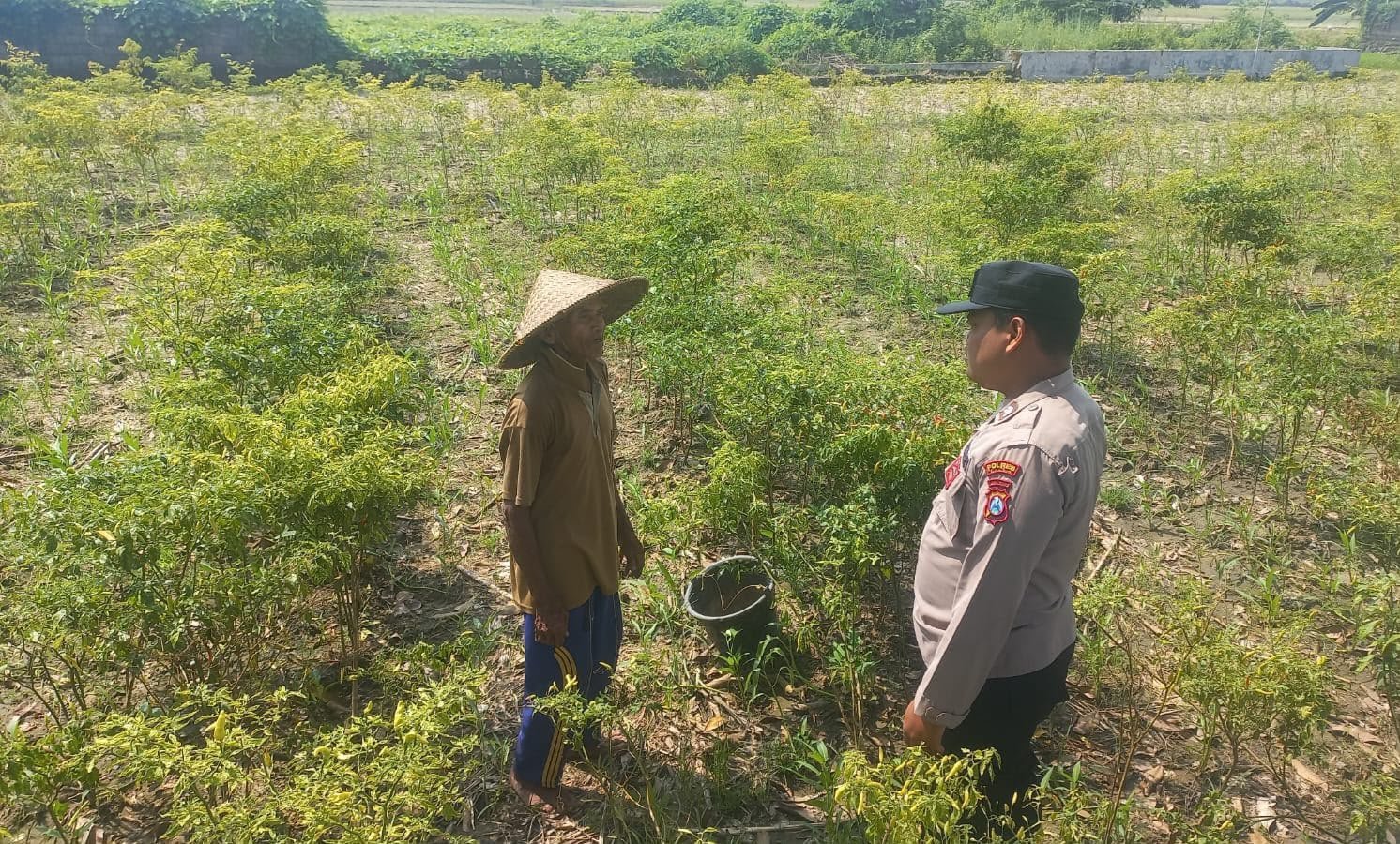 Polri Hadir di Tengah Petani, Bhabinkamtibmas Sumbergede Monitoring Perkembangan Tanaman Cabe