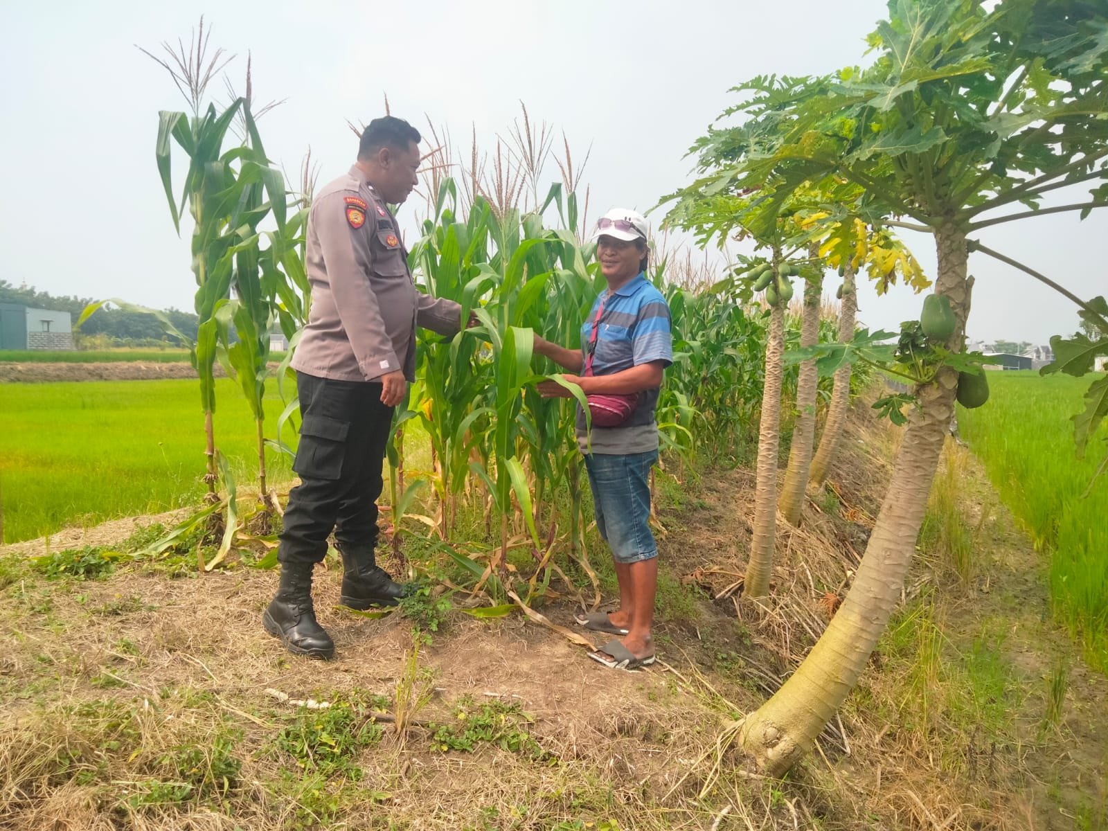 Dukung Program Nasional, Polsek Cerme Intensif Dampingi Petani Jagung di Sukoanyar