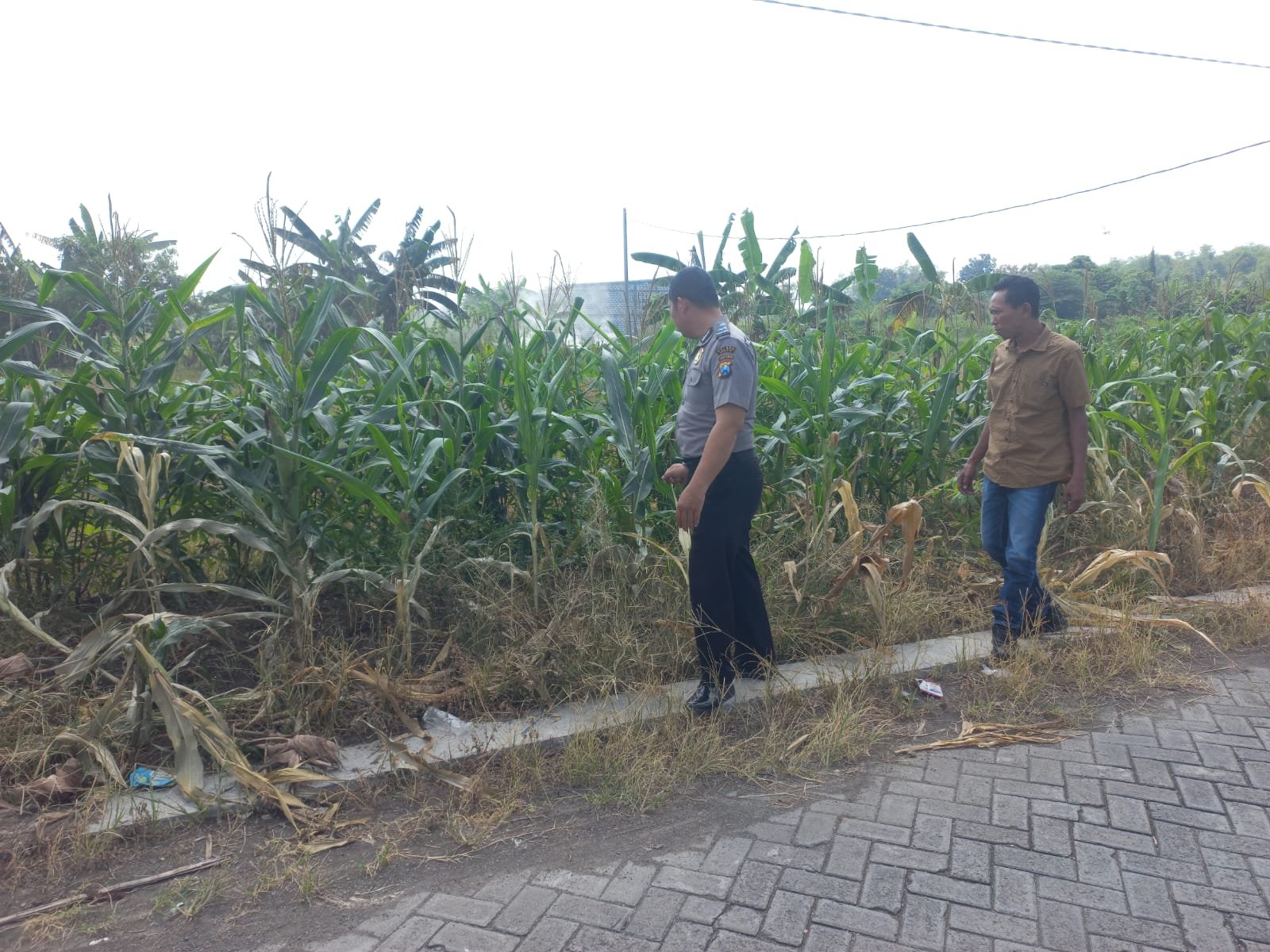 Polisi Masuk Sawah di Gresik, Kawal Ketahanan Pangan demi Kesejahteraan Petani Morowudi