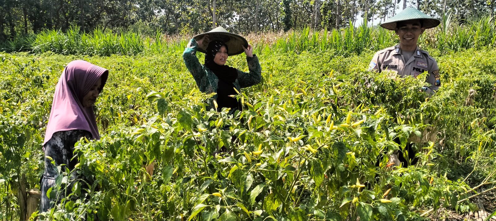 Sinergi Polsek Panceng dan Petani LMDH Prupuh Demi Perkuat Ketahanan Pangan Gresik