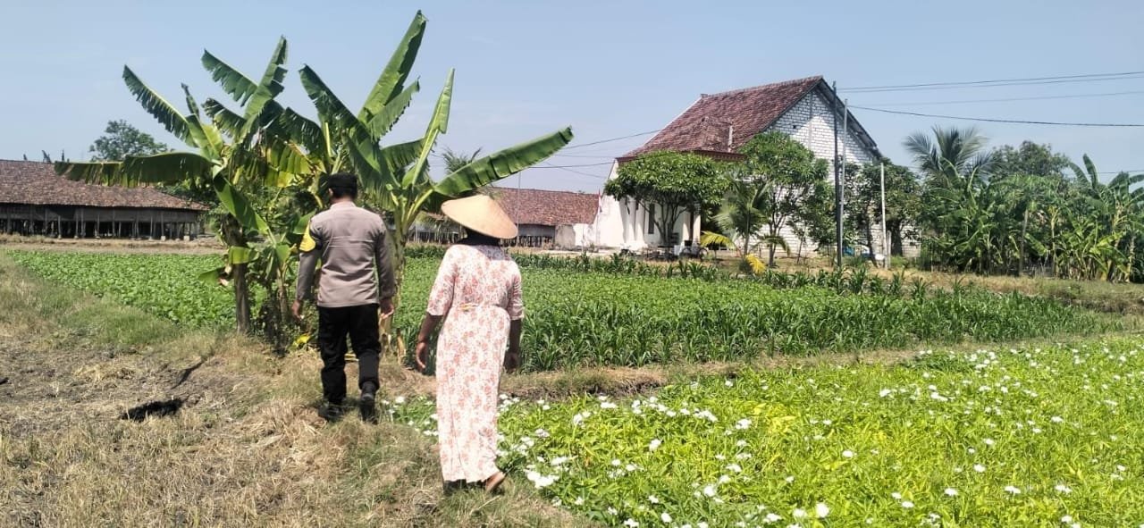 Pantau Tanaman Kangkung Warga, Cara Polsek Benjeng Gresik Sukseskan Program Ketahanan Pangan