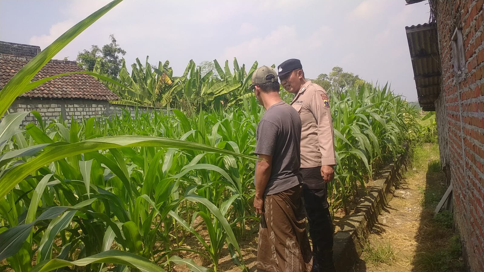 Dorong Produktivitas Pertanian, Polsek Balongpanggang Dampingi Petani Jagung di Gresik