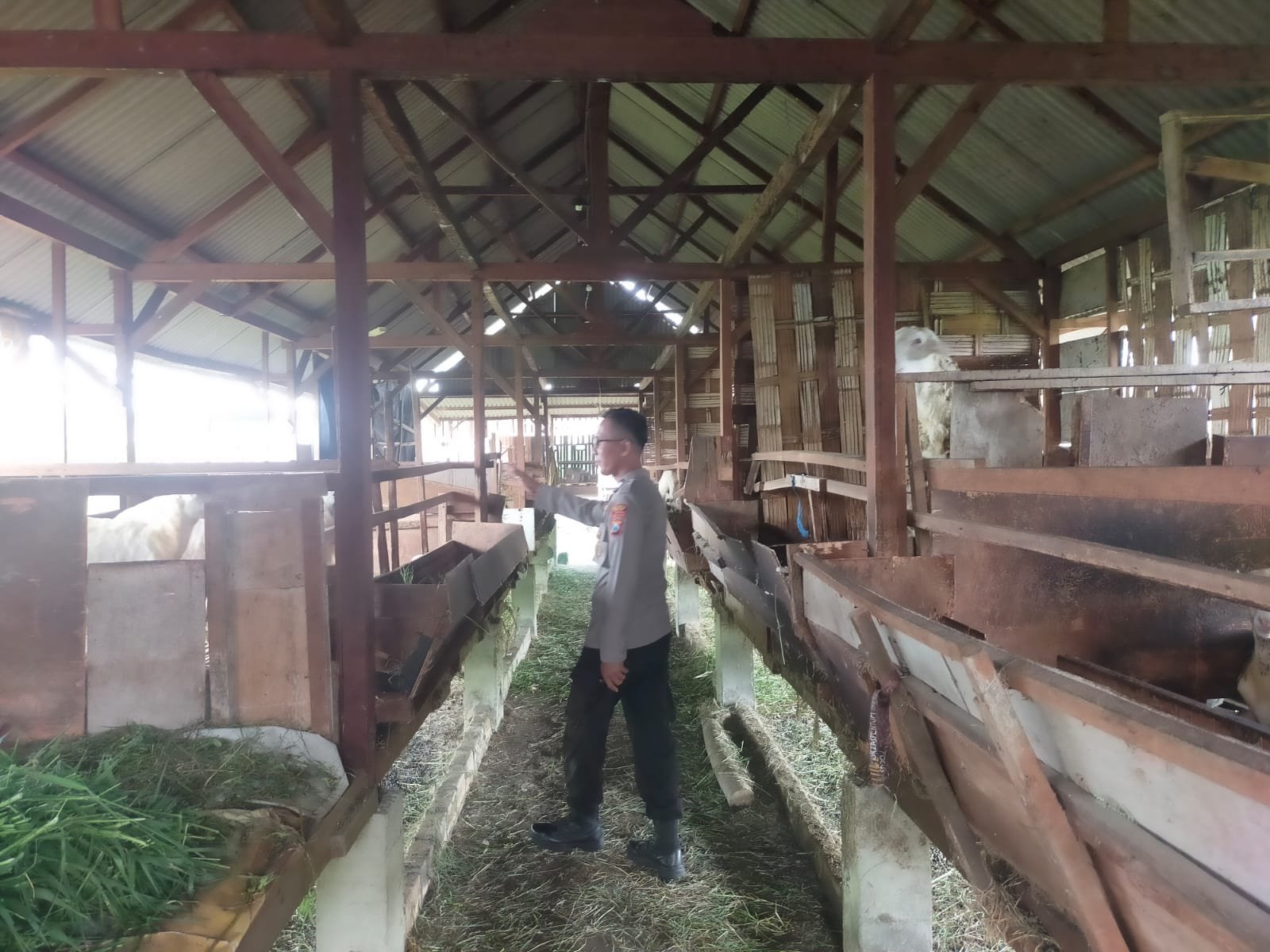 Pengecekan Peternakan Kambing di Desa Peganden, Polsek Manyar Dukung Program Ketahanan Pangan Nasional