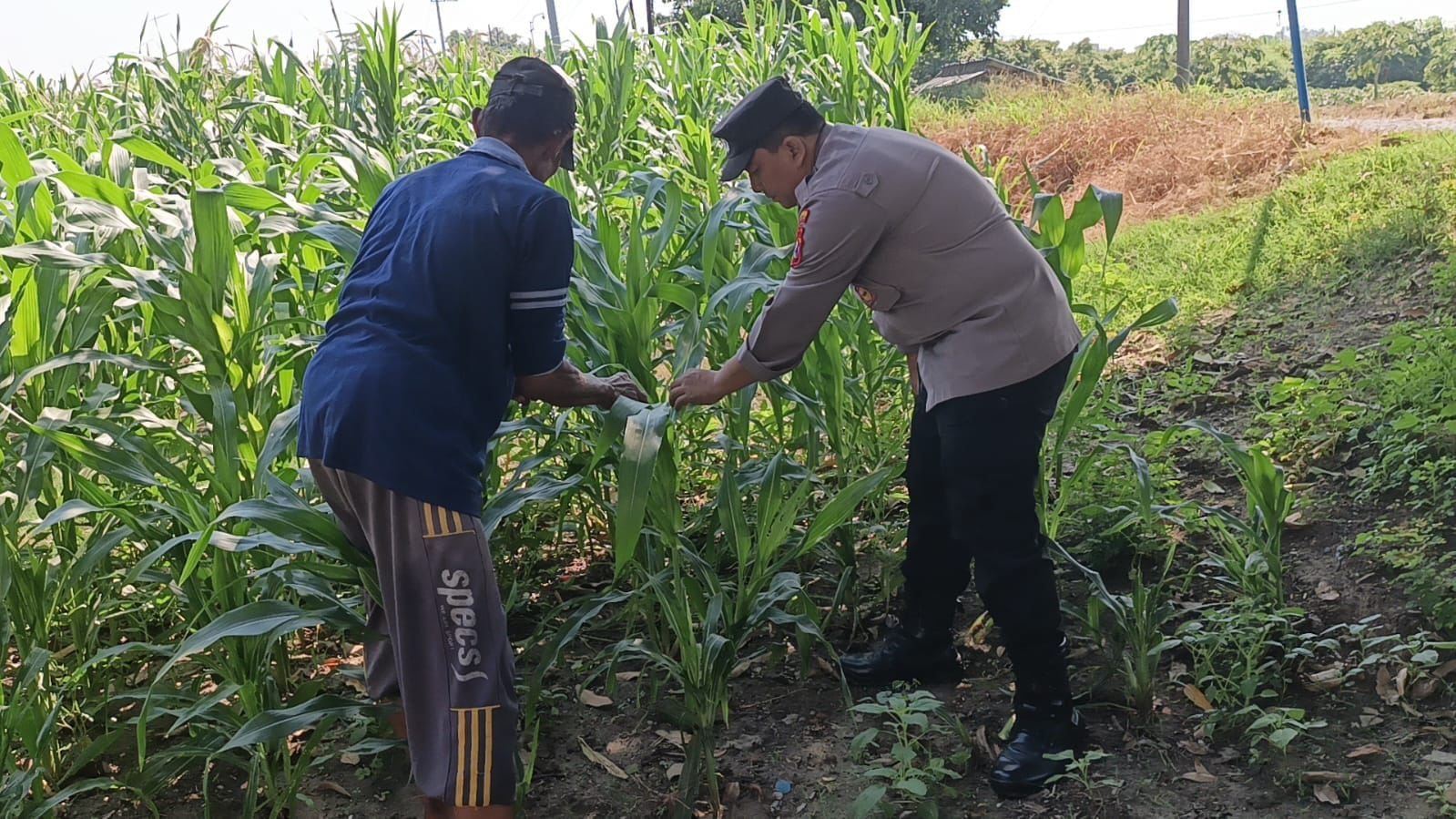 Sinergi dengan Petani, Polsek Wringinanom Kawal Program Swasembada Pangan