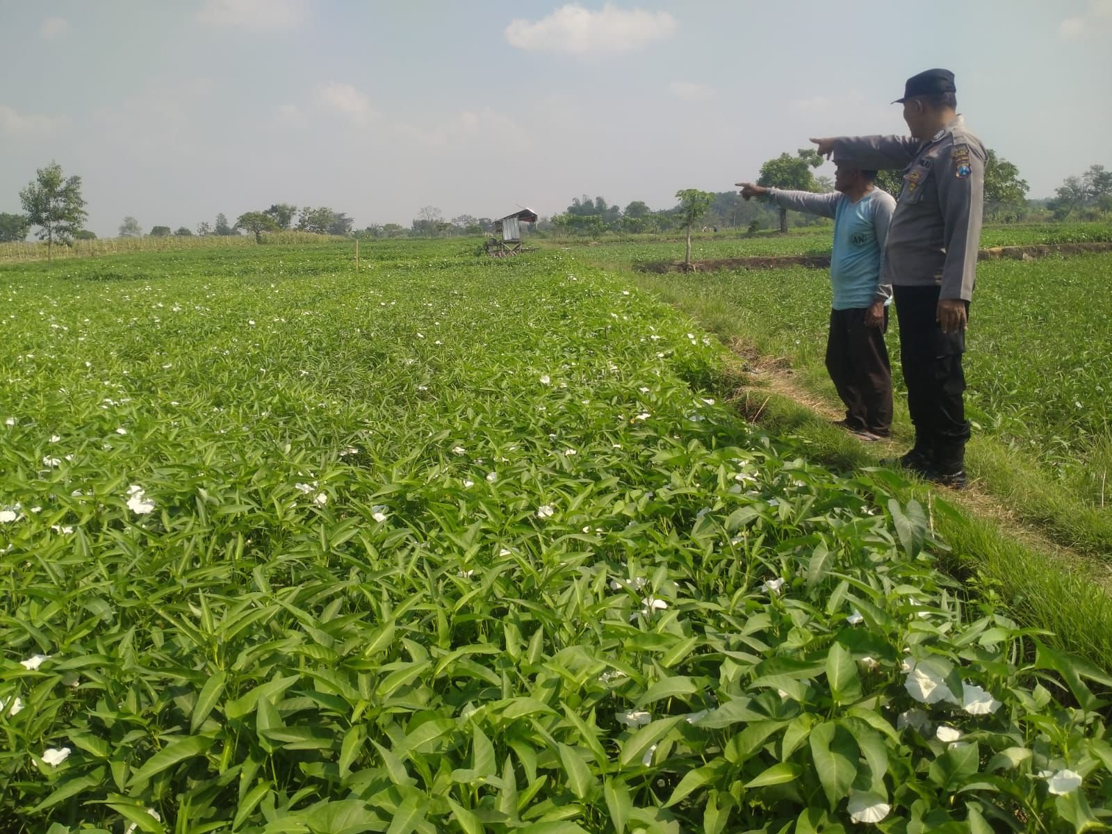 Polsek Balongpanggang Pantau Budidaya Kangkung di Tanahlandean, Dukung Swasembada Pangan Nasional