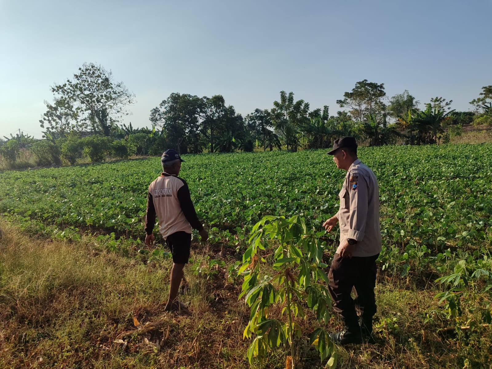 Polri Hadir di Lahan Pertanian, Polsek Bungah Dampingi Petani Kacang Hijau