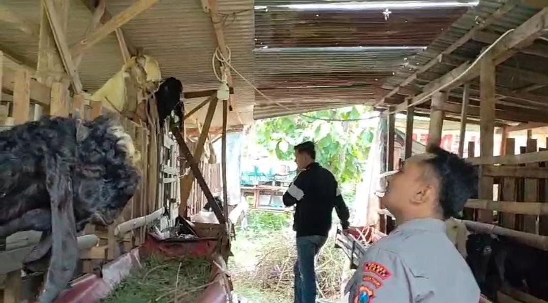 Polsek Benjeng Dampingi Peternak Kambing, Wujud Nyata Dukungan Program Asta Cita