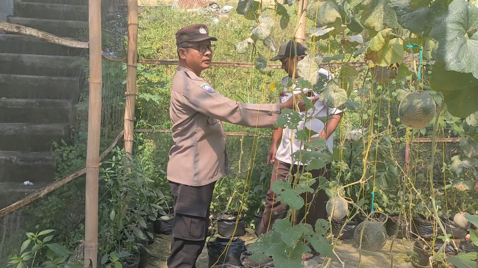 Pastikan Bebas Hama, Polsek Sidayu Dampingi Petani Cabai Sukorejo Gresik