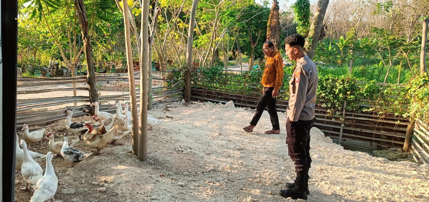 Polsek Panceng Dampingi Peternak Bebek, Polres Gresik Terus Kawal Ketahanan Pangan