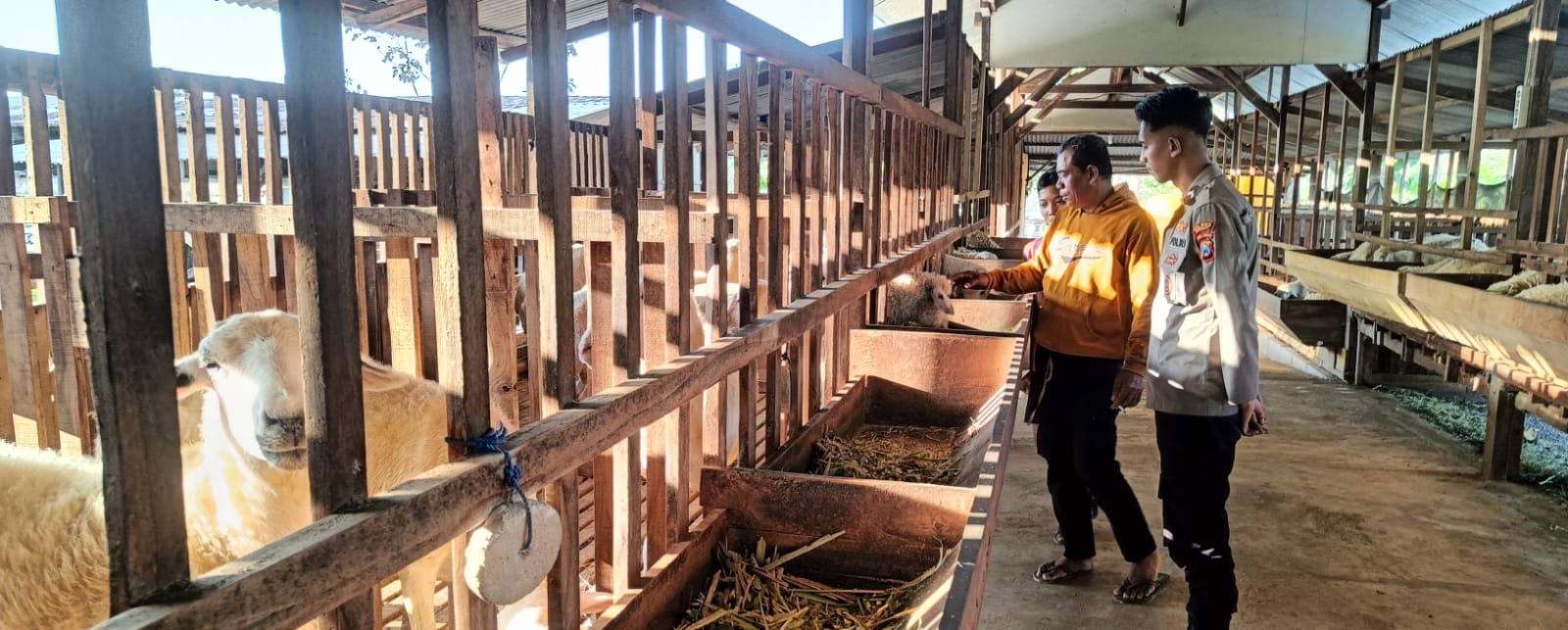 Komitmen Polri Dukung Ketahanan Pangan, Polsek Panceng Cek Kesehatan Ternak Kambing