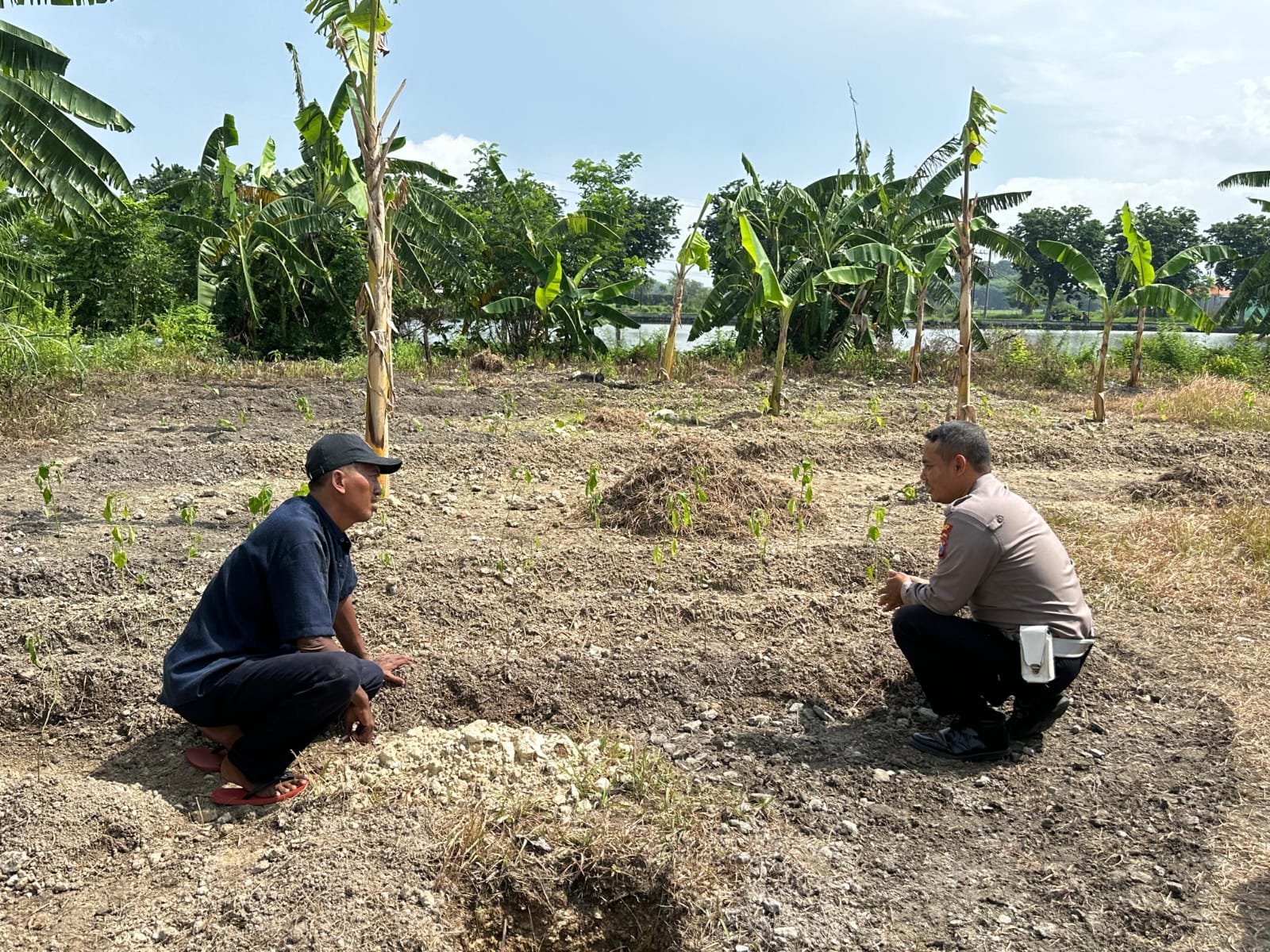 Pastikan Lahan Tetap Produktif, Polsek Kebomas Monitoring Budidaya Jagung di Kembangan