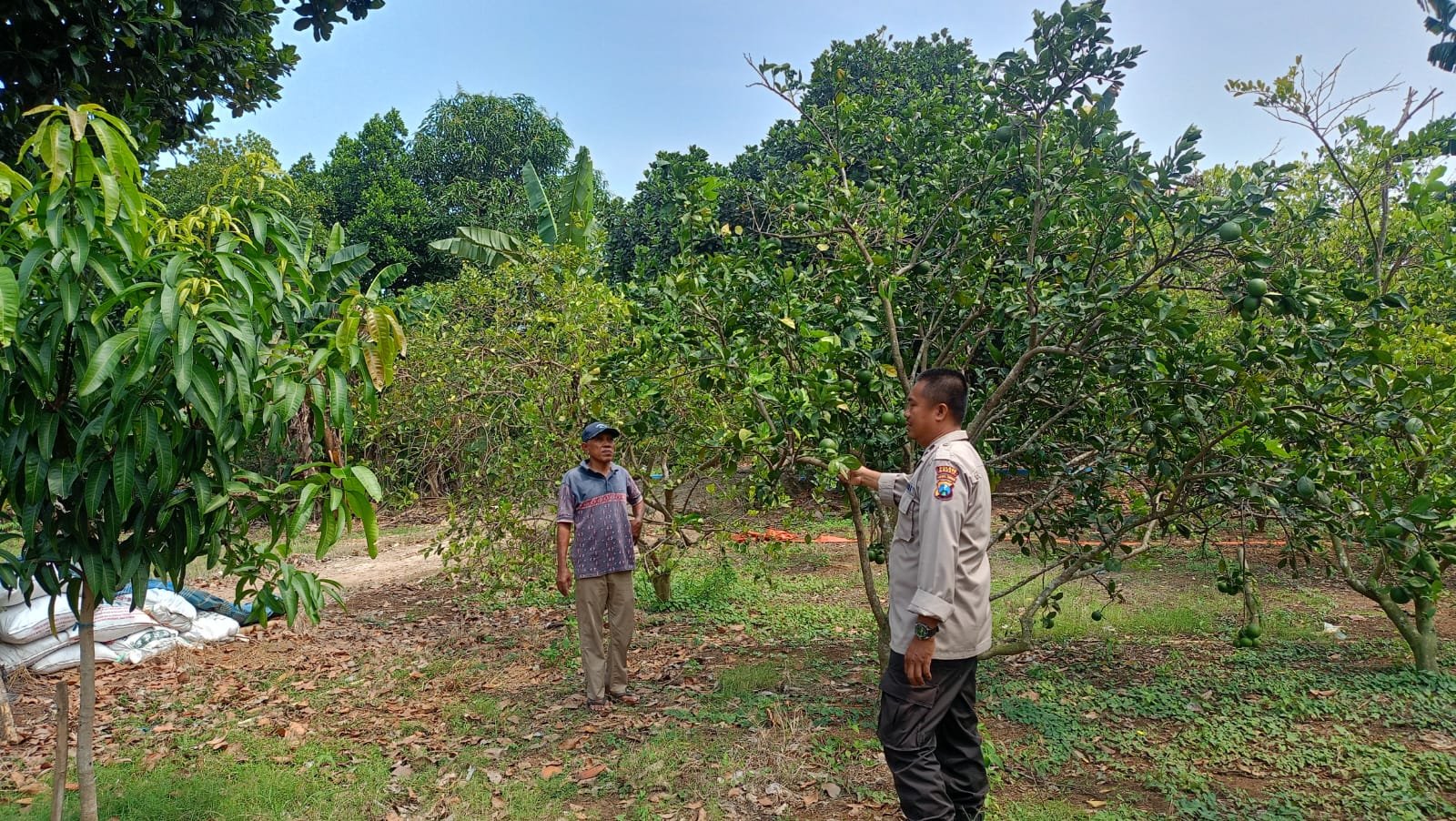 Dukung Program Pemerintah, Polsek Dukun Monitoring Tanaman Jeruk Milik Warga