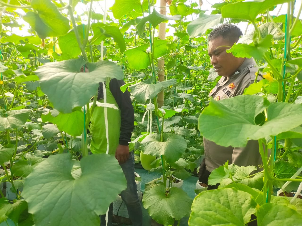 Ketahanan Pangan Jadi Komitmen, Polsek Dukun Cek Budidaya Melon Warga
