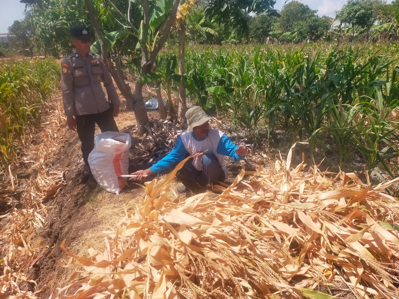 Polri Hadir Dukung Petani, Polsek Manyar Pantau Tanaman Jagung di Pongangan