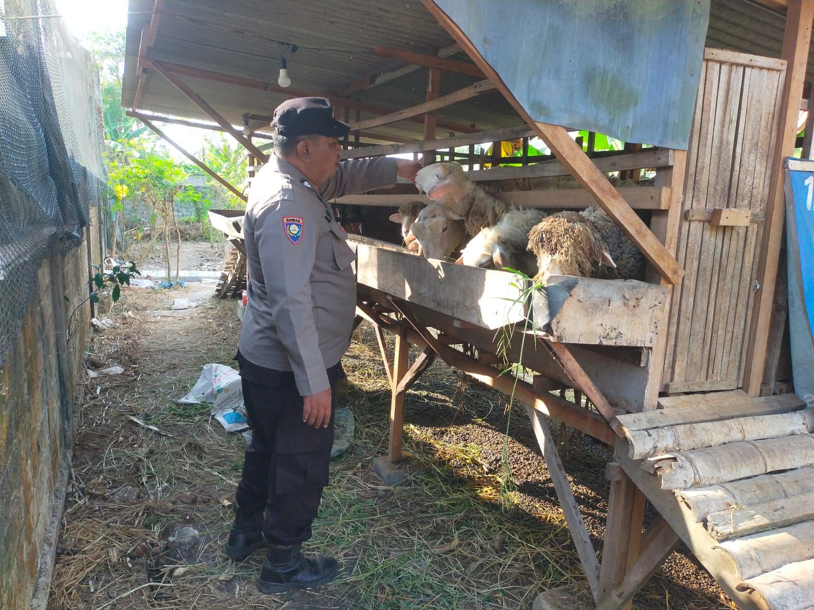 Peduli Ketahanan Pangan, Polsek Dukun Dampingi Peternak Kambing di Mentaras