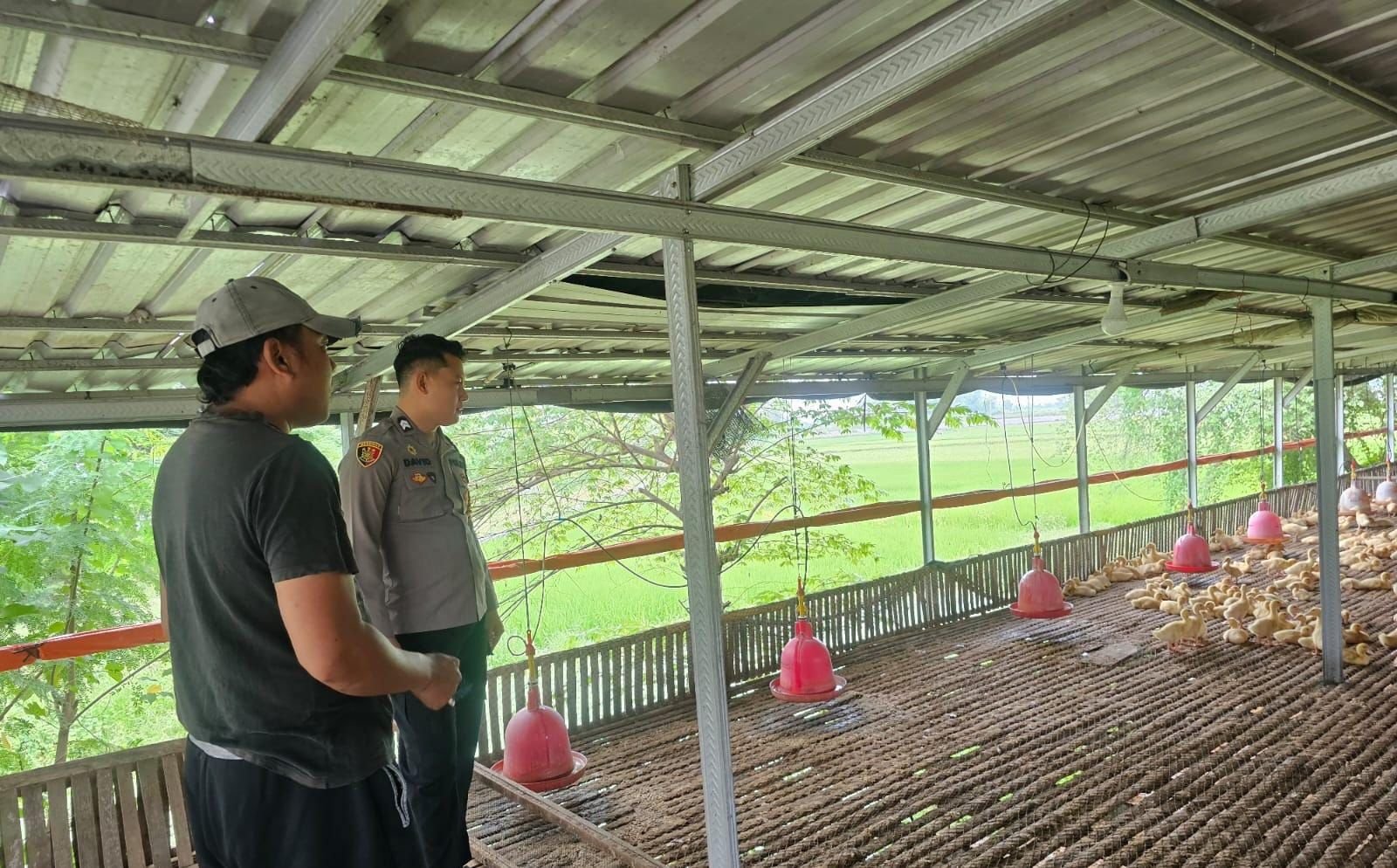 Polres Gresik Perkuat Ketahanan Pangan Lewat Monitoring Ternak Ayam di Cerme