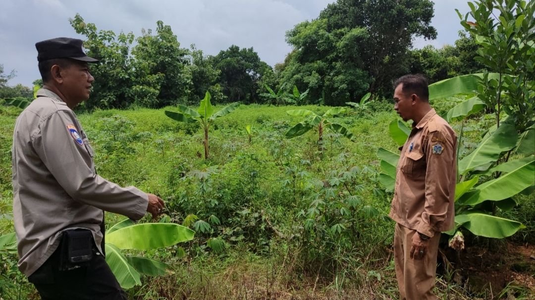 Dukung Swasembada Pangan, Polsek Bungah Monitoring Tanaman Pisang dan Singkong