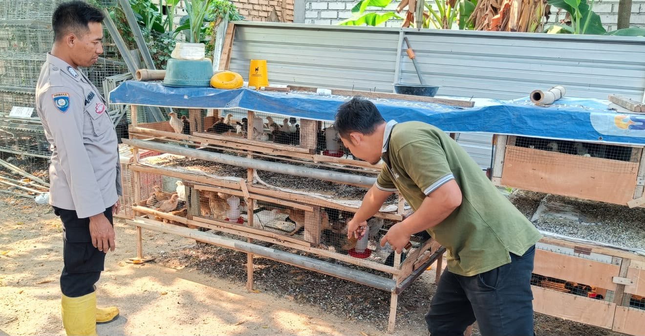 Polri Hadir di Tengah Masyarakat, Polsek Panceng Monitoring Peternakan Ayam Petelur