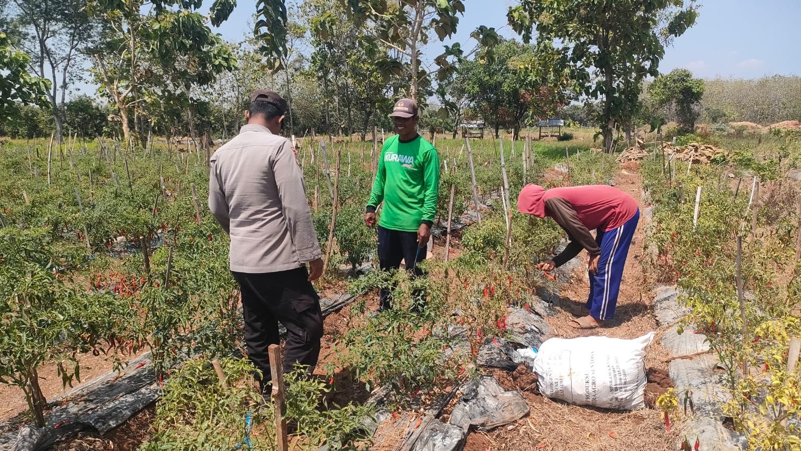 Bukan Cuma Jaga Kamtibmas, Polsek Sidayu Ikut Kawal Budidaya Cabai di Lasem