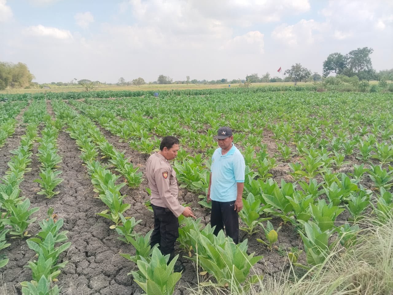 Tanaman Tembakau Dipantau, Polsek Benjeng Tegaskan Dukungan untuk Petani