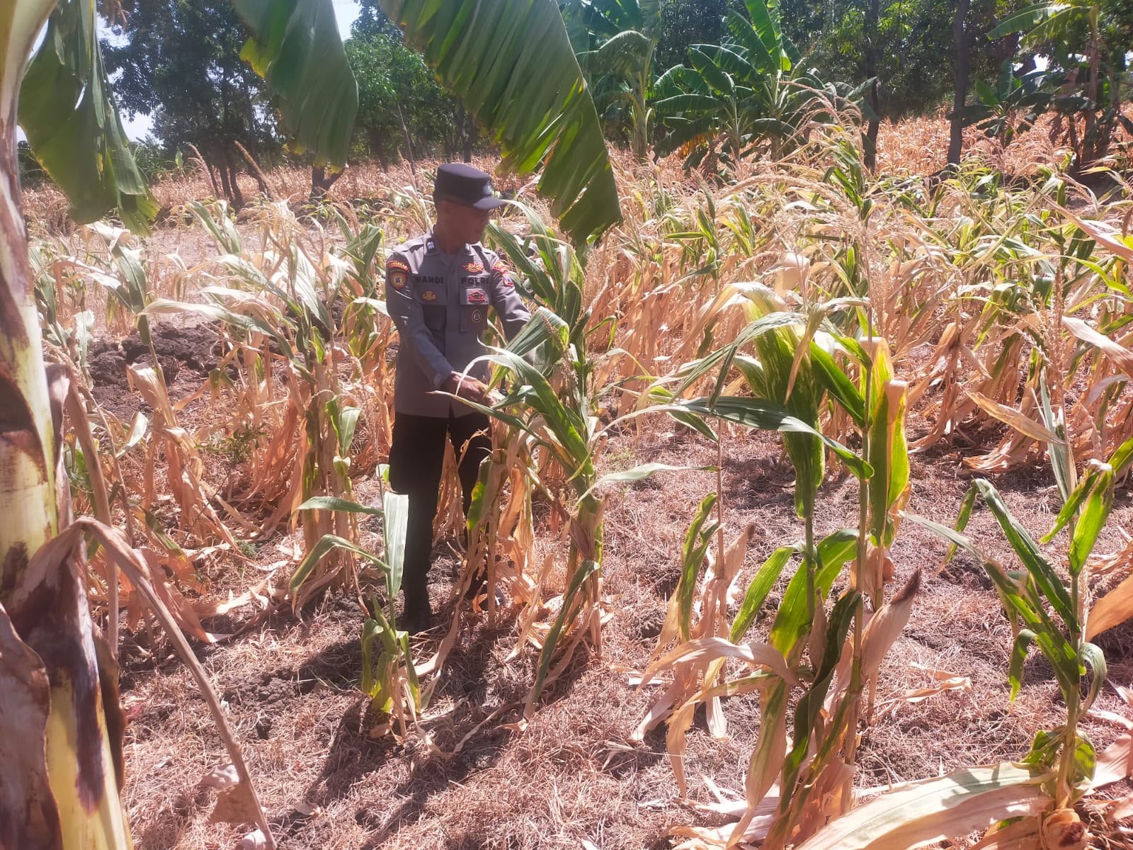 Dukung Ketersediaan Pangan, Polsek Manyar Cek Perkembangan Jagung di Pongangan