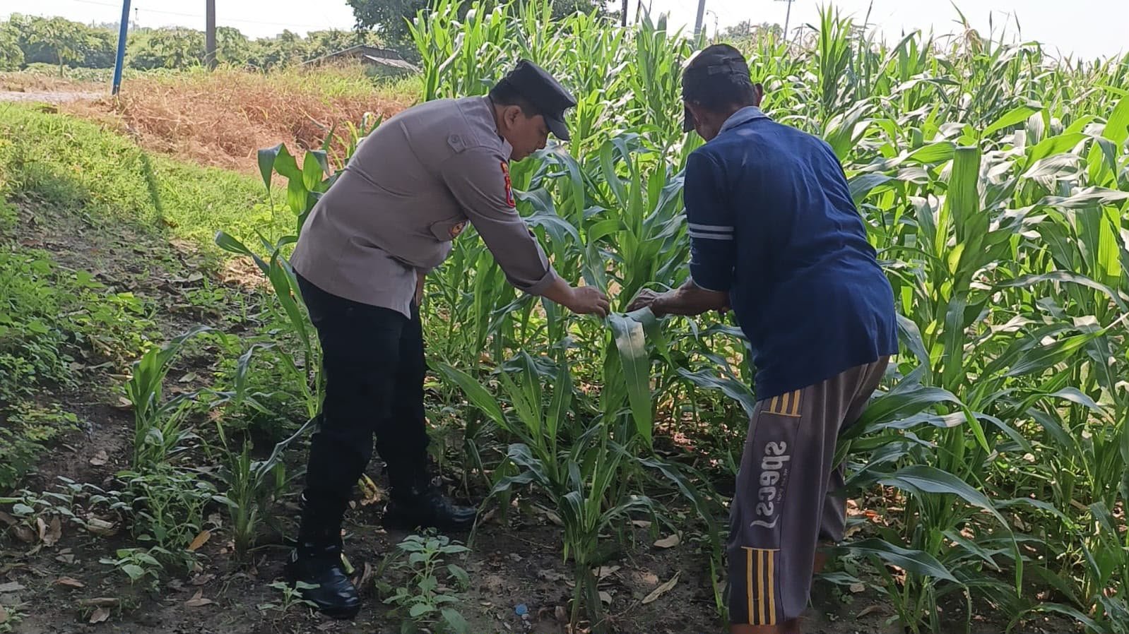Polri Hadir Dukung Petani, Polsek Wringinanom Cek Perkembangan Tanaman Jagung
